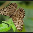 Grauer Mosaikfalter (Hamadryas februa)