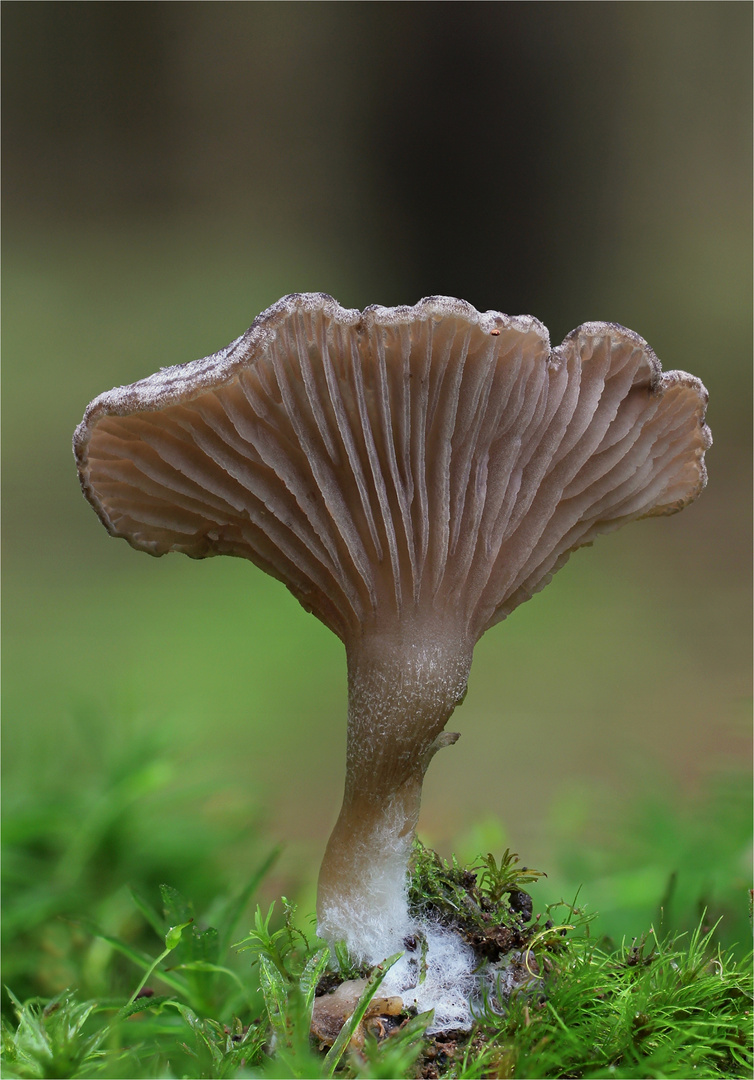 Grauer Nabeling ( Omphalina griseopallida ,syn Leptoglossum griseopallidum )