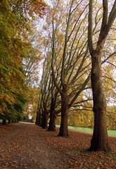 Grauer November :-) und noch einen Spaziergang- und noch einen- und noch...