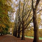 Grauer November :-) und noch einen Spaziergang- und noch einen- und noch...