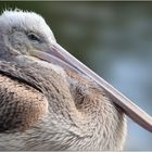 Grauer Pelikan