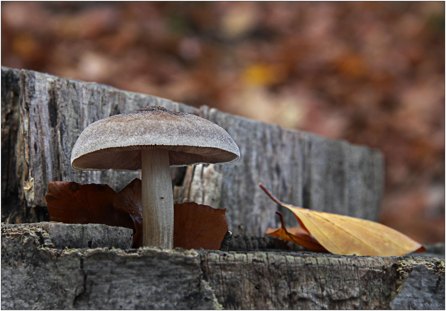 Grauer Pilz auf grauem Holz