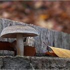 Grauer Pilz auf grauem Holz