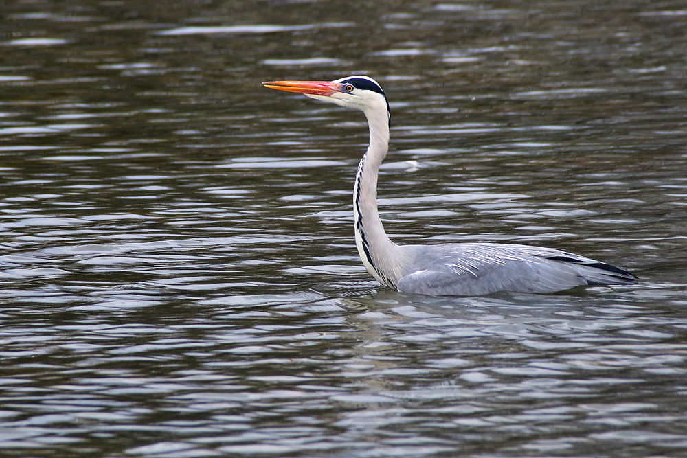 "grauer Prachtkerl"