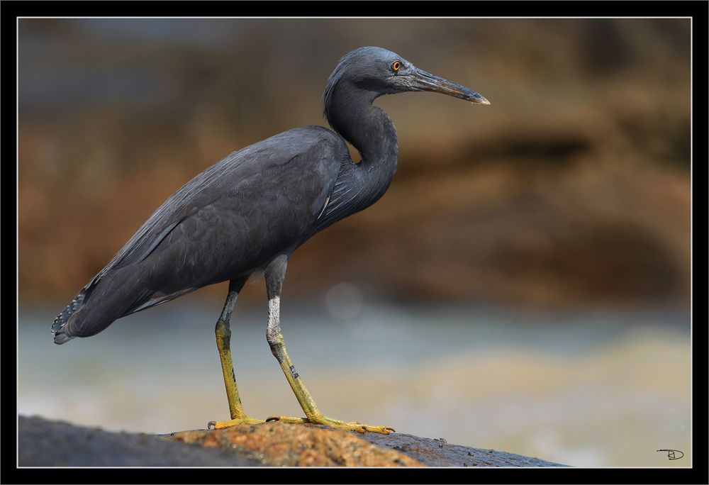 grauer Reiher am Khao Lak Beach