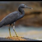 grauer Reiher am Khao Lak Beach