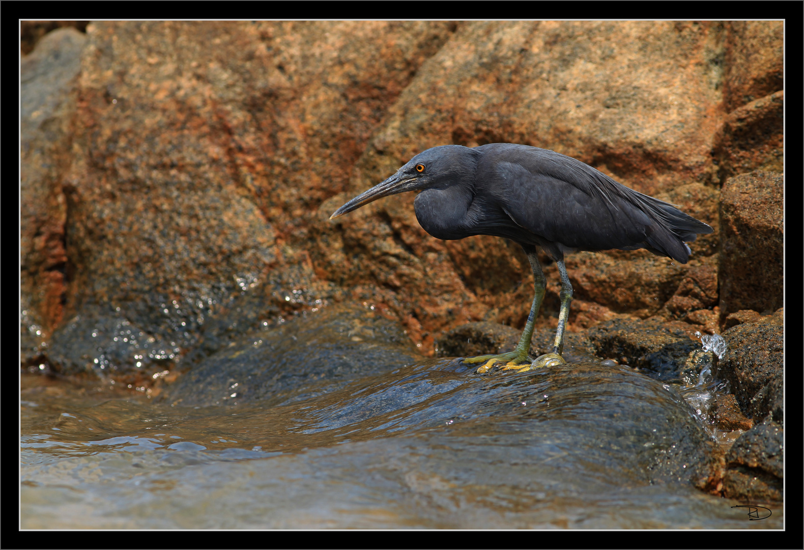 grauer Reiher am Khao Lak Beach