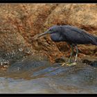 grauer Reiher am Khao Lak Beach