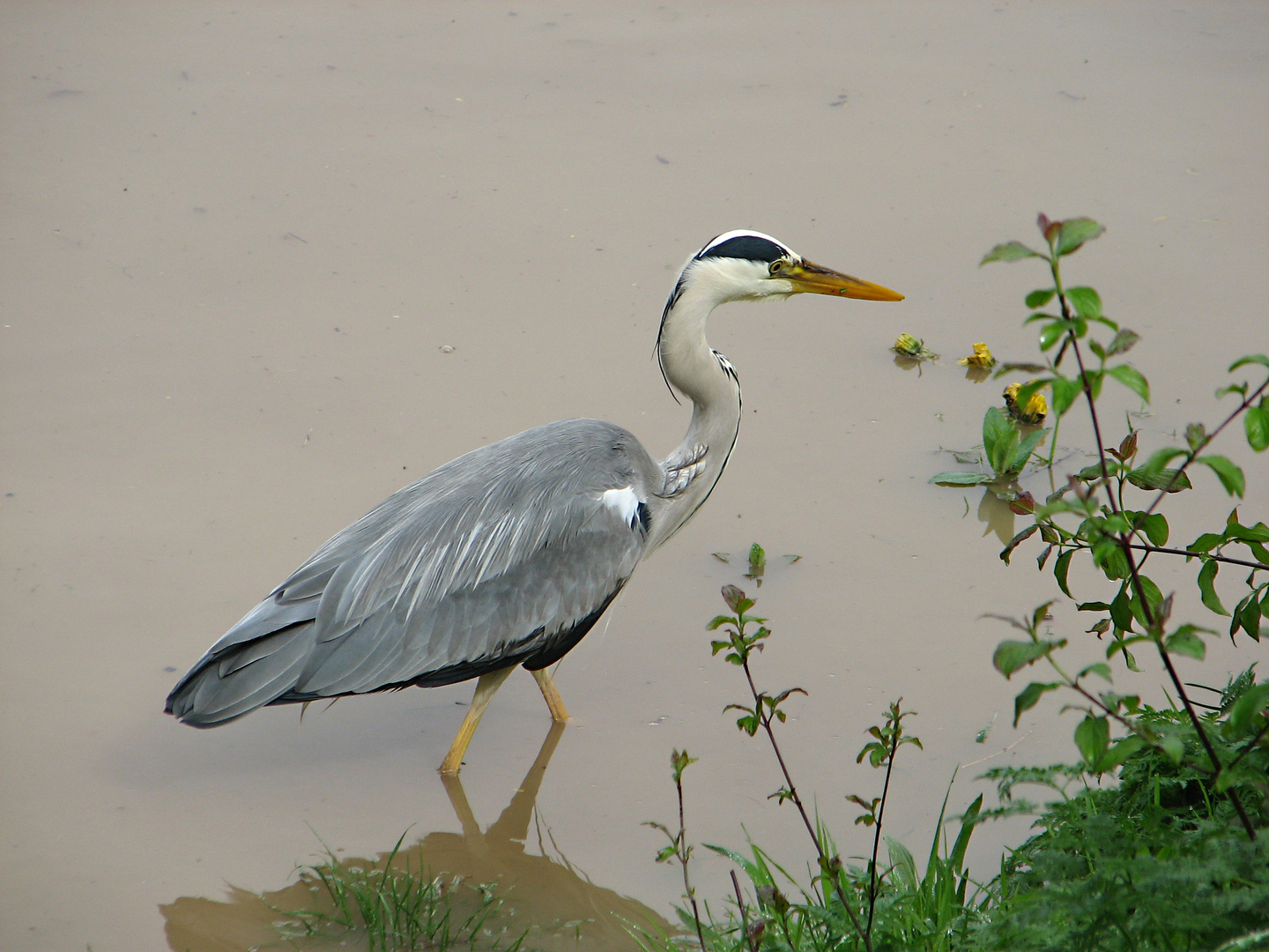 grauer Reiher