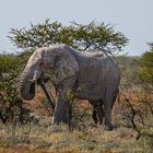 Grauer Riese im Etoscha NP