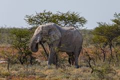 Grauer Riese im Etoscha NP