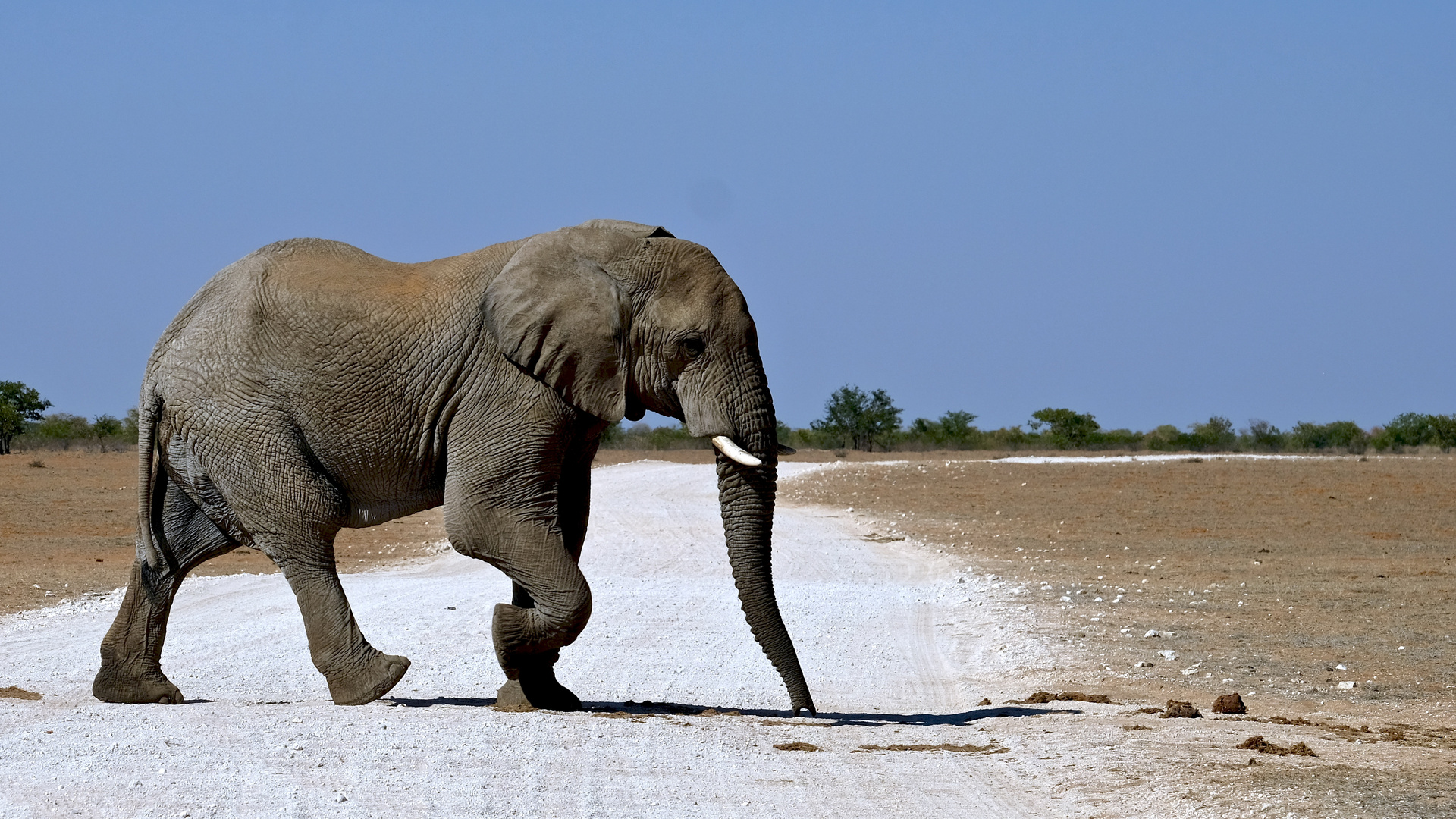 Grauer Riese im Etosha Nationalpark