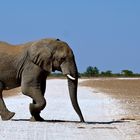 Grauer Riese im Etosha Nationalpark