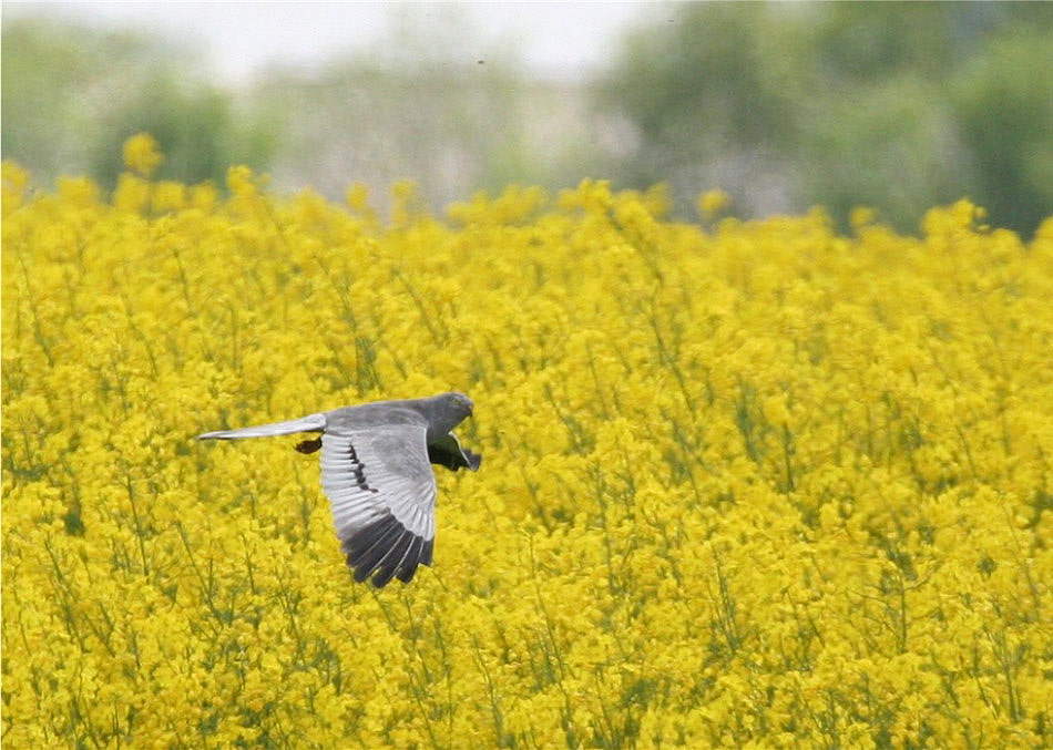 Grauer Rochen im Gelben Meer