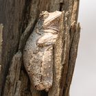 Grauer Schaumnest-Laubfrosch (Chiromantis Xerampelina) (1 von 1)