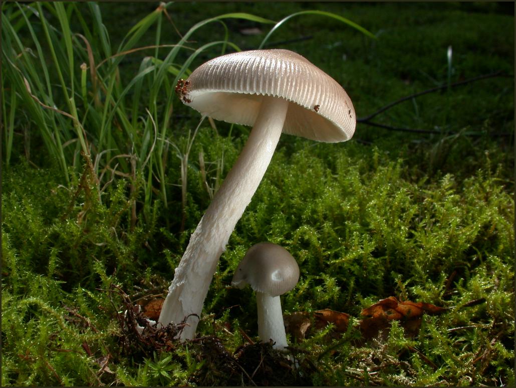 Grauer Scheidenstreifling (Amanita vaginata)