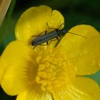 Grauer Scheinbockkäfer (Oedemera lurida) auf Hahnfußblüte