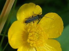 Grauer Scheinbockkäfer (Oedemera lurida) auf Hahnfußblüte