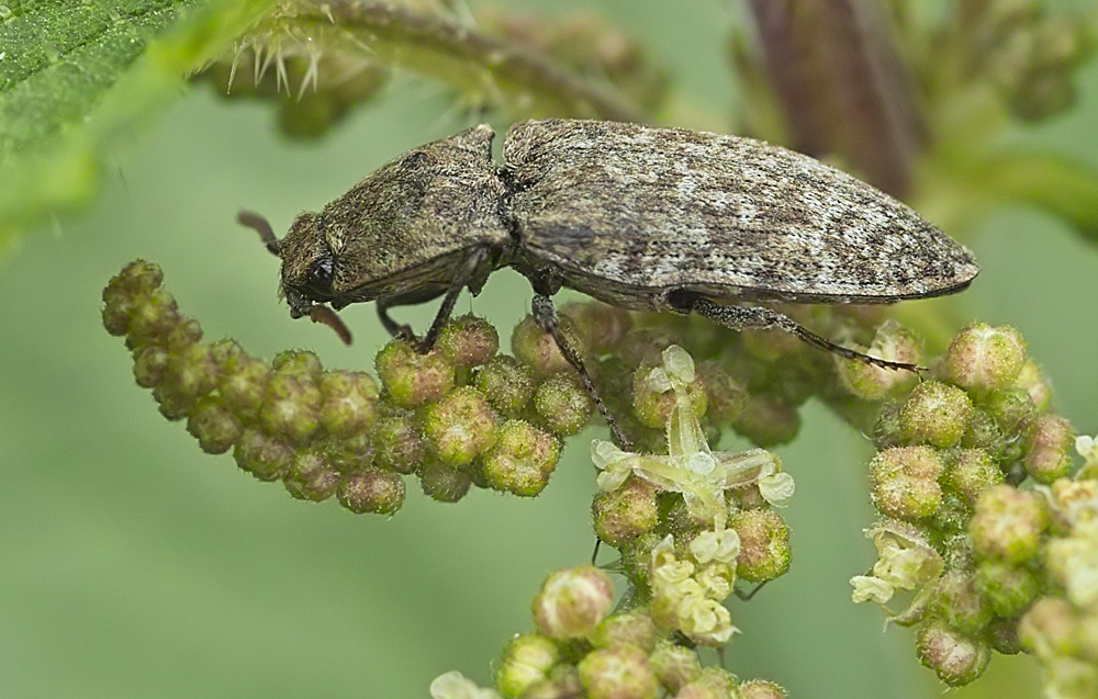 Grauer Schnellkäfer