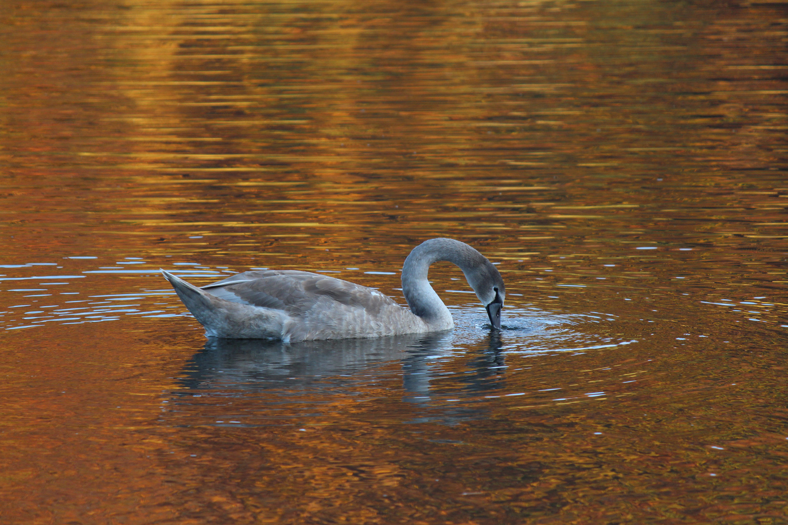 grauer Schwan