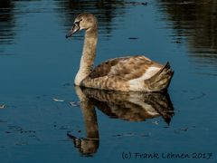 Grauer Schwan im Spiegel