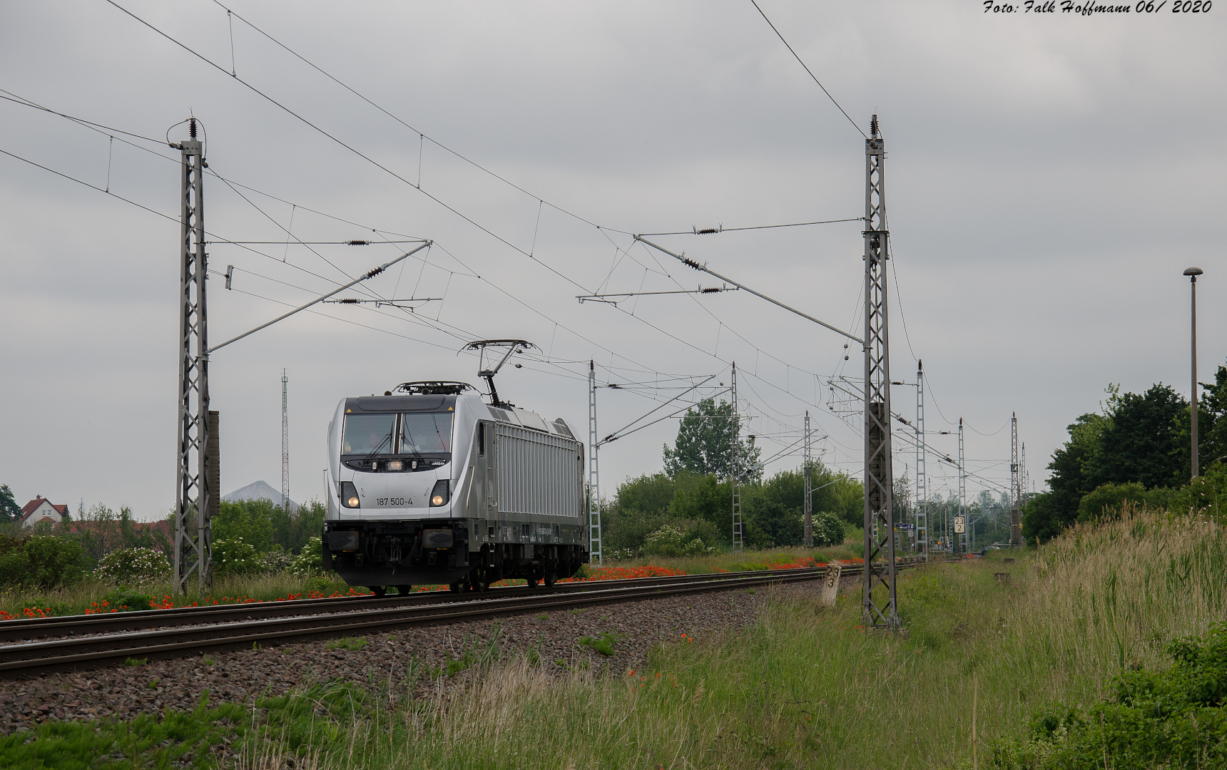 Grauer Solist im Grauen Licht