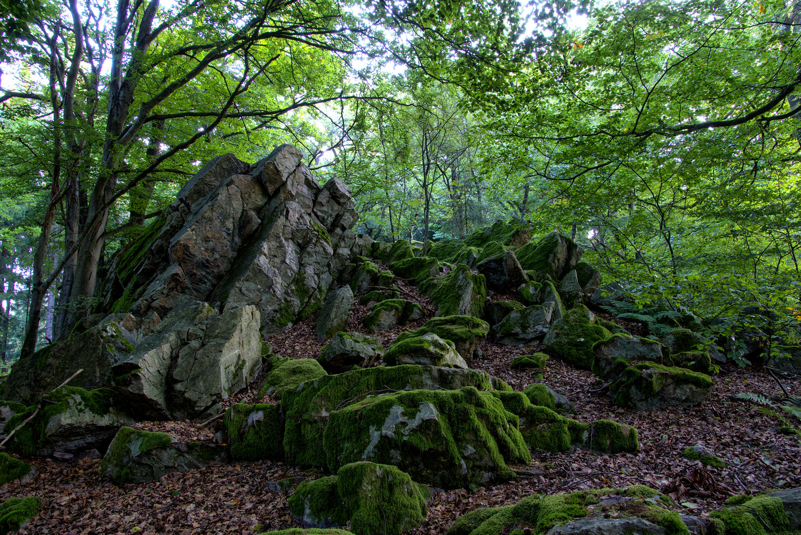 Grauer Stein im Wald