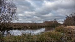 Grauer Tag im Moor