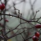 Grauer Tag. Nur ein Wassertropfen spiegelt den Himmel