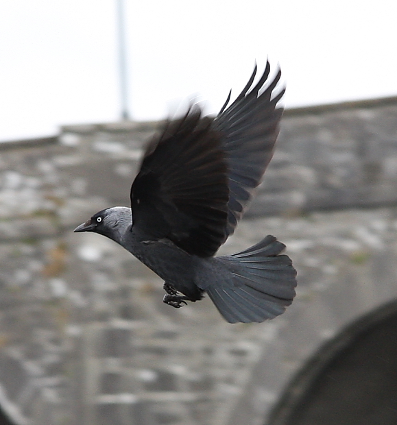 Grauer Tag, schwarzer Vogel.