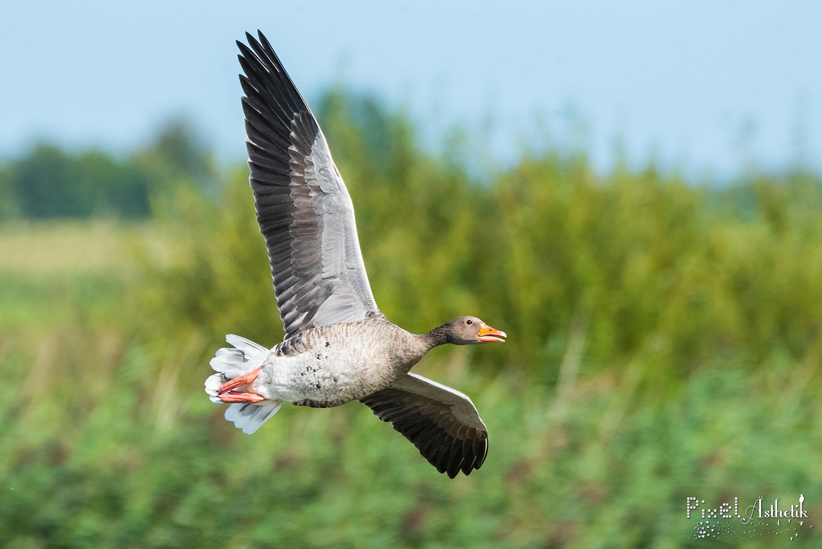 Grauer Überflieger