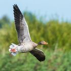 Grauer Überflieger