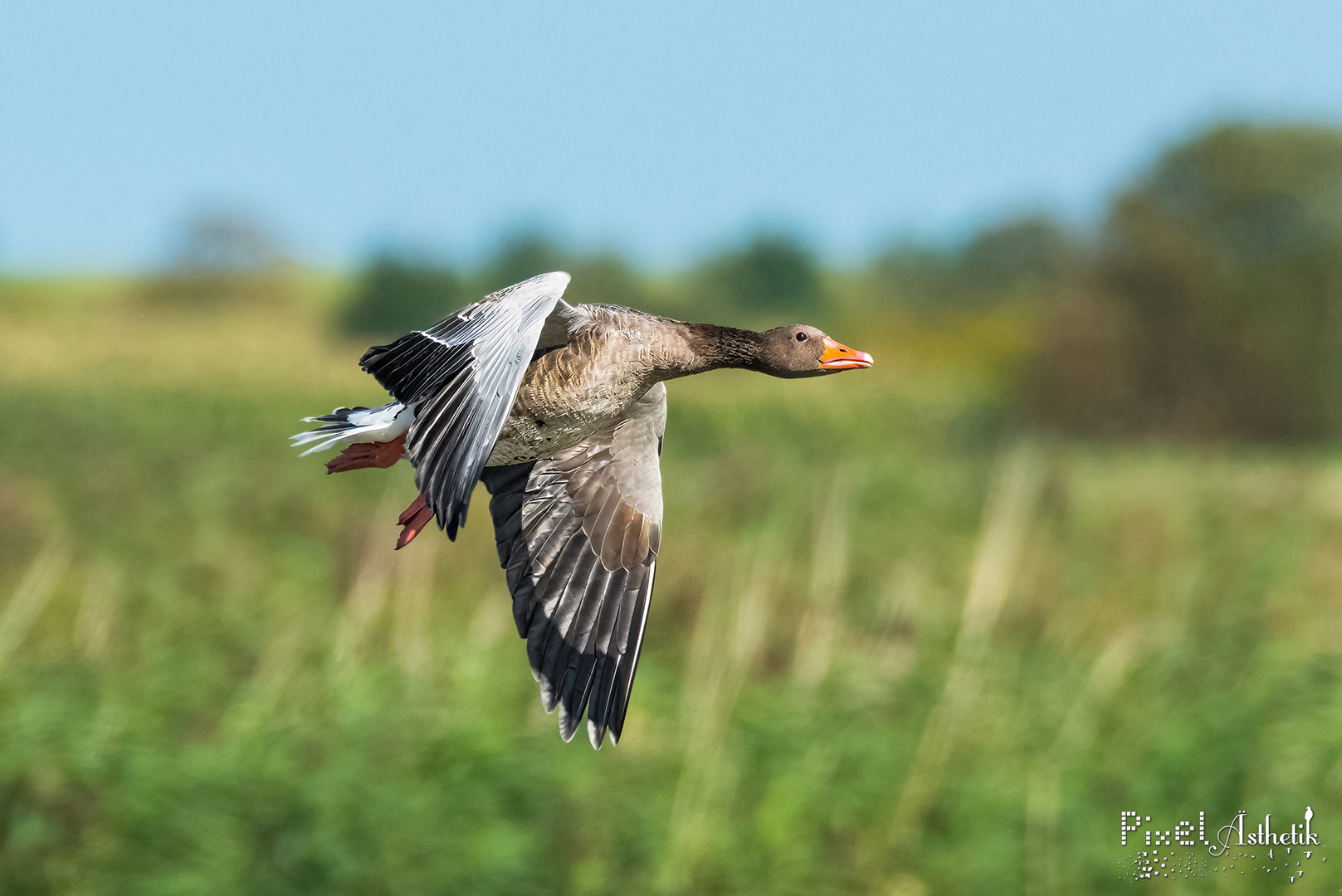 Grauer Überflieger II