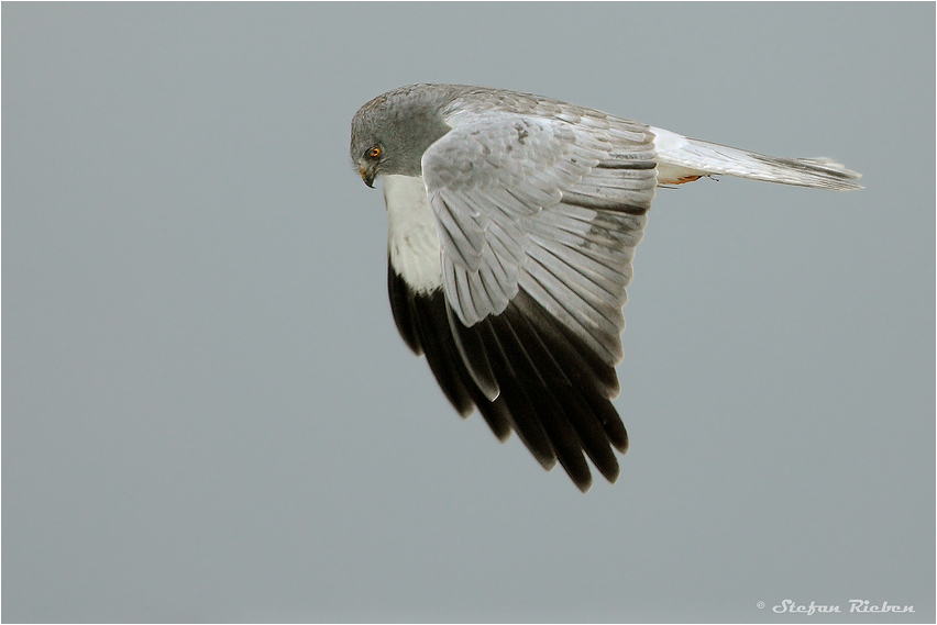 Grauer Vogel...