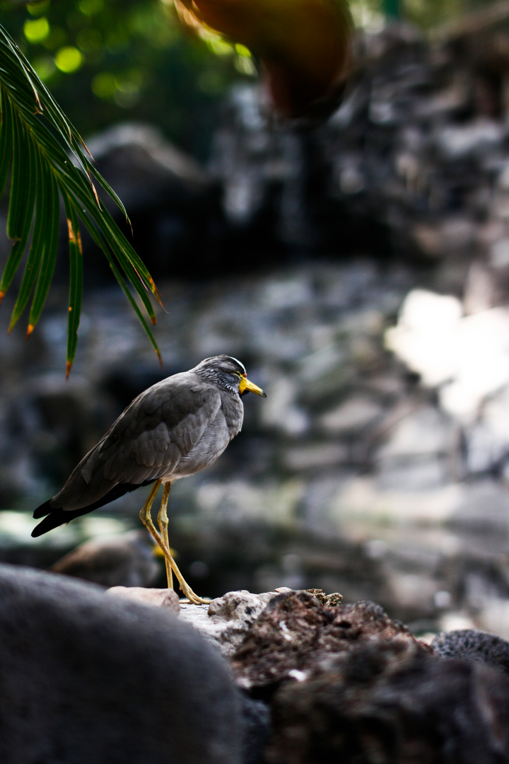 grauer vogel II