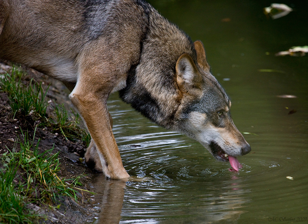 grauer Wolf (Canis lupus)