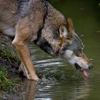 grauer Wolf (Canis lupus)