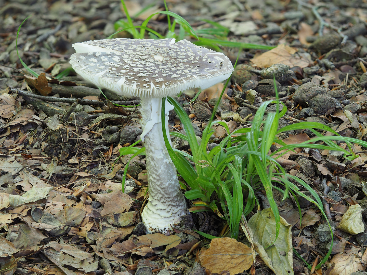 Grauer Wulstling  (Amanita excelsa)