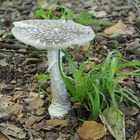 Grauer Wulstling  (Amanita excelsa)