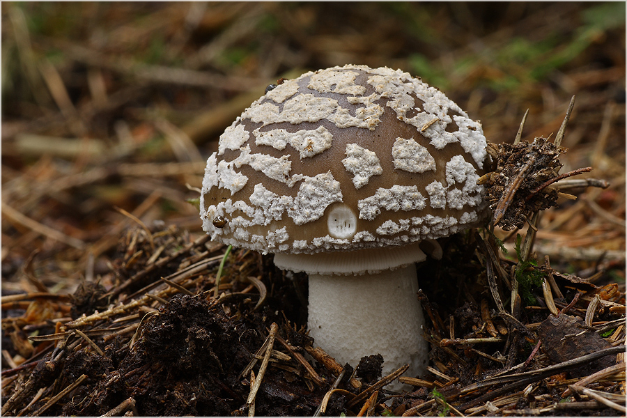 Grauer Wulstling (Amanita excelsa) Foto & Bild pflanzen, pilze & flechten, pilze & flechten