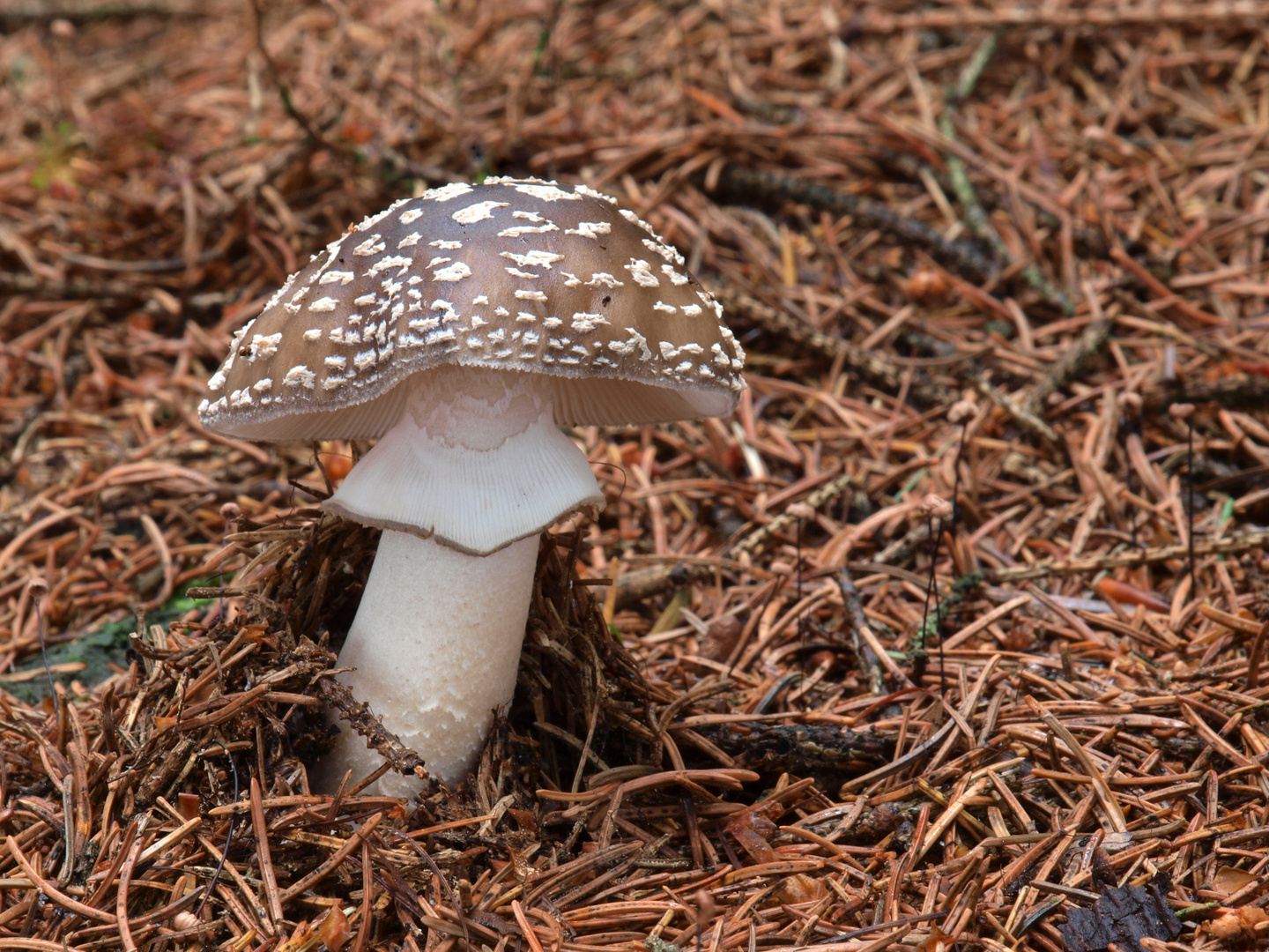 Grauer Wulstling - Amanita excelsa