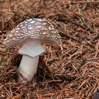 Grauer Wulstling - Amanita excelsa