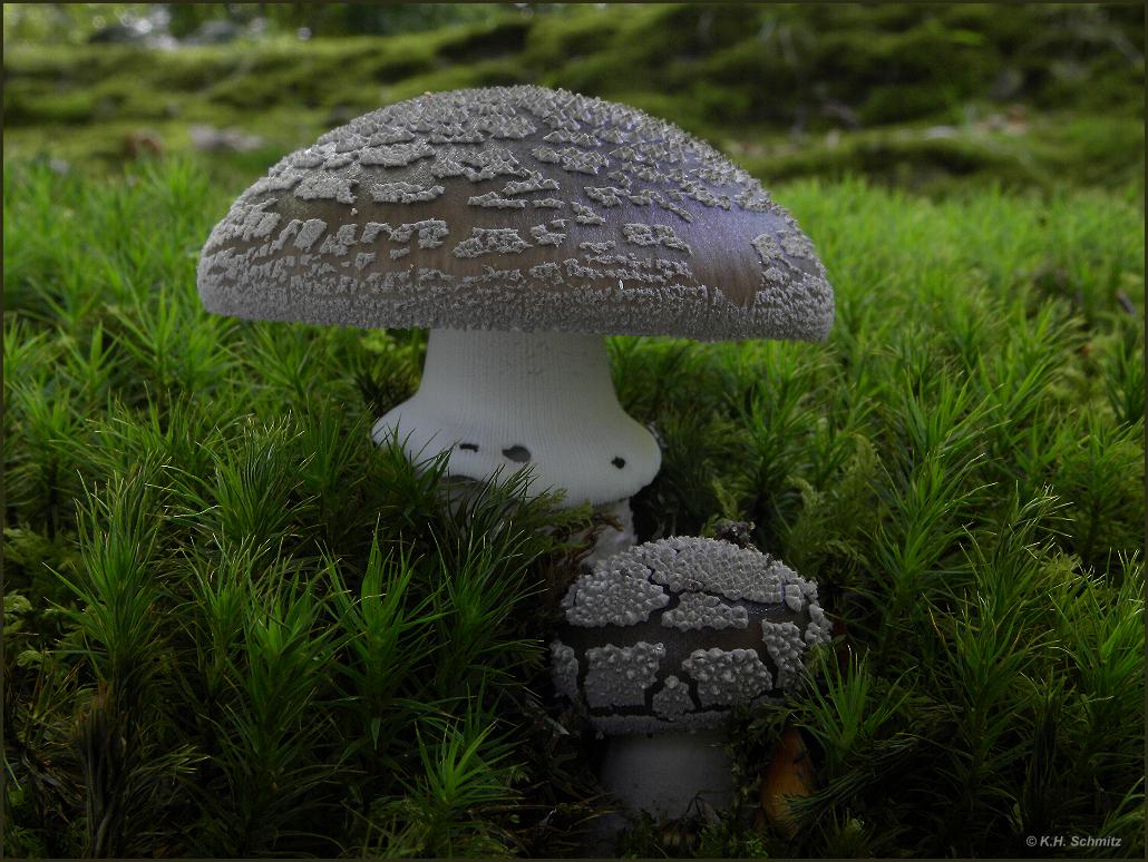 Grauer Wulstling (Amanita excelsa)