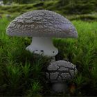 Grauer Wulstling (Amanita excelsa)