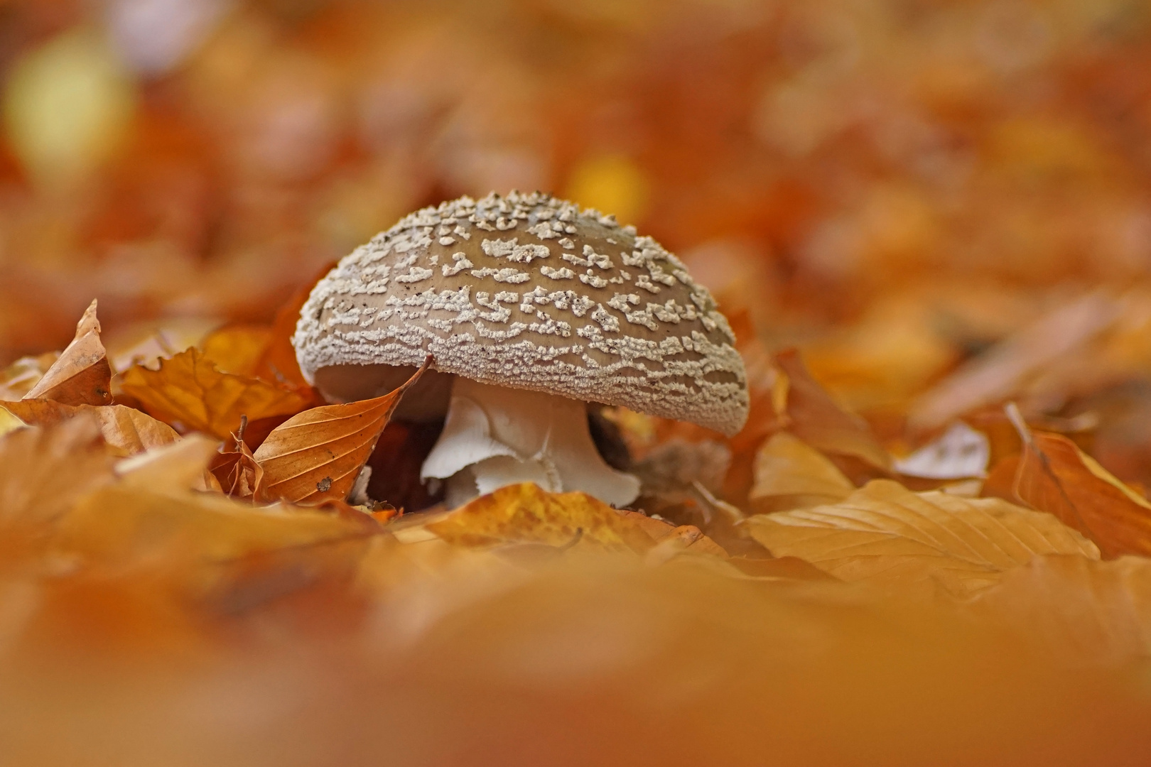 Grauer Wulstling (Amanita excelsa)