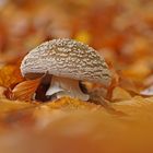 Grauer Wulstling (Amanita excelsa)