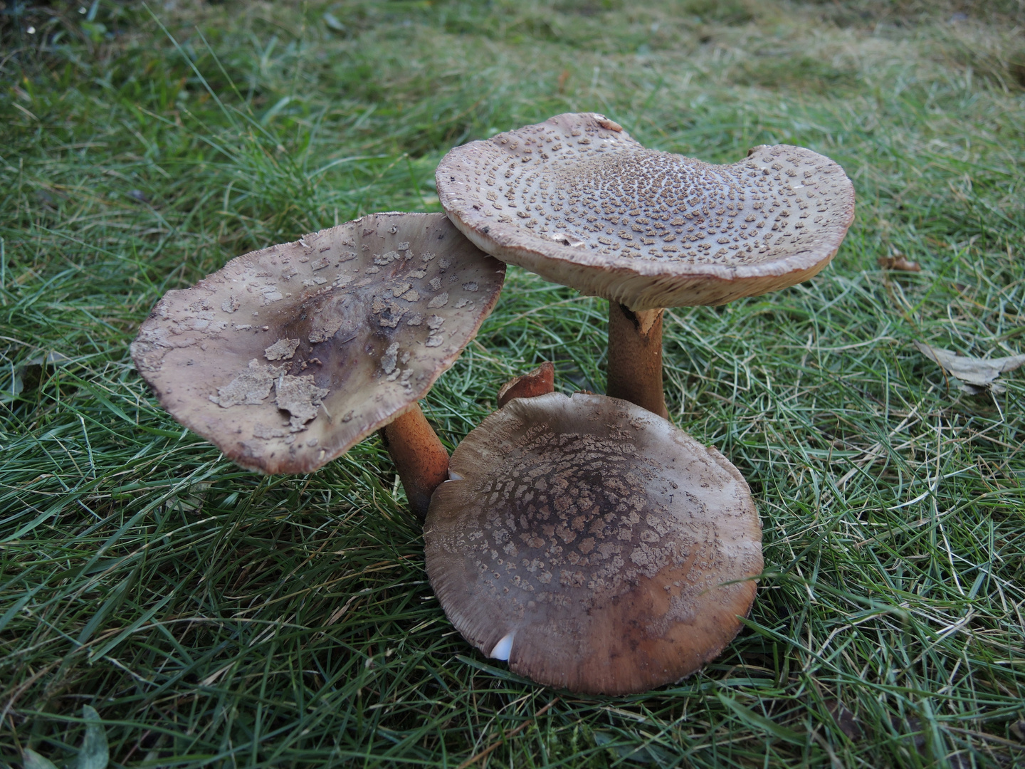 Grauer Wulstling (Amanita excelsa) - ein mittelmäßiger Speisepilz