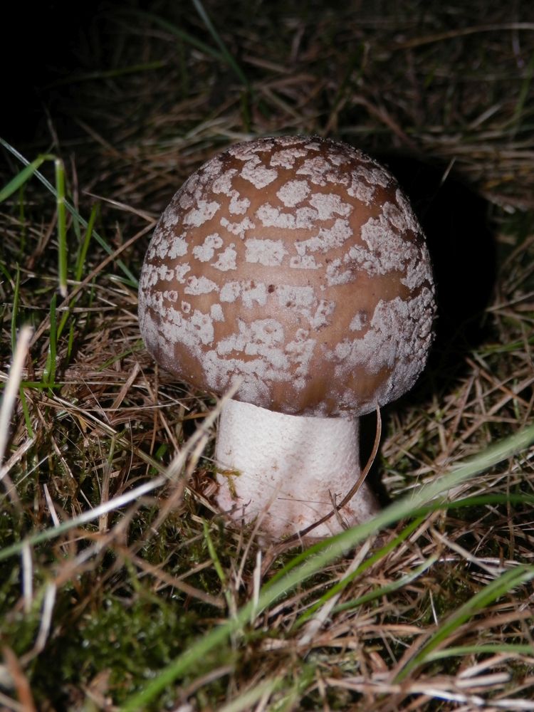 Grauer Wulstling (Amanita excelsa) - ein mittelmäßiger Speisepilz