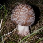 Grauer Wulstling (Amanita excelsa) - ein mittelmäßiger Speisepilz