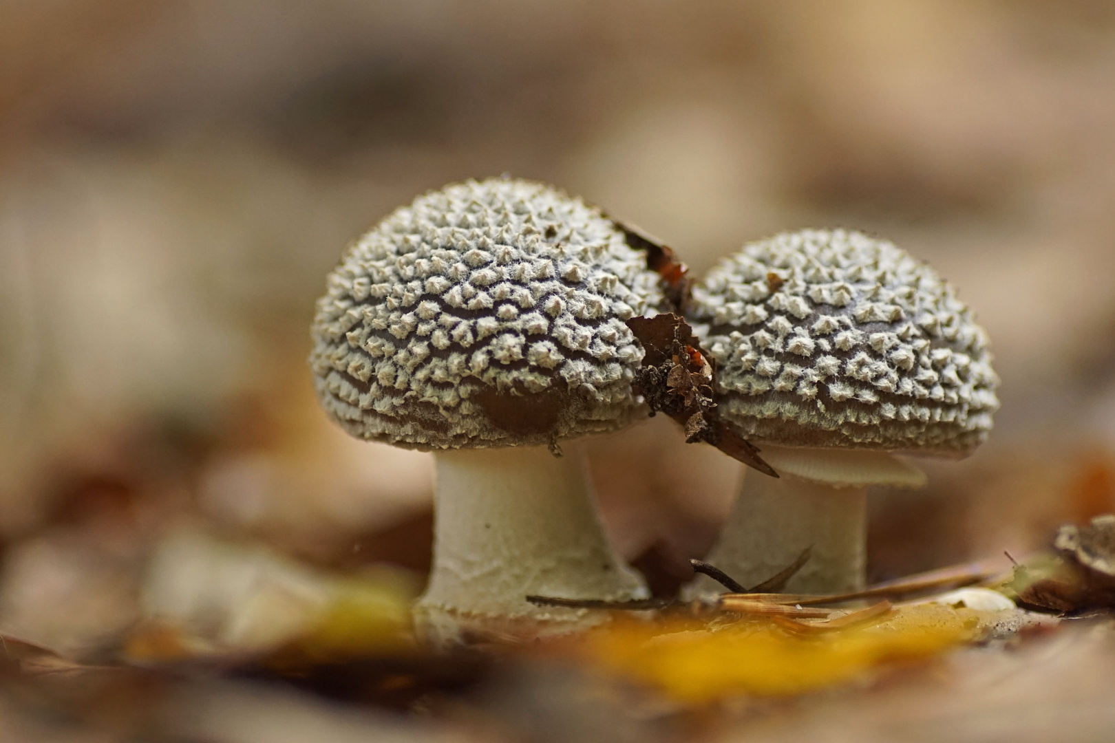 Grauer Wulstling (Amanita excelsa)